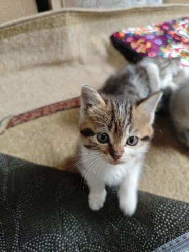 отдам породистых котят: Котята, домашние, ручные Описание: - Милые малыши из одного помёта — 2