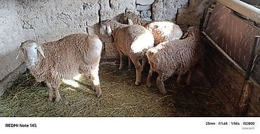 мал айдаган ит сатылат: Сатам | Козу | Көбөйтүү үчүн — 5