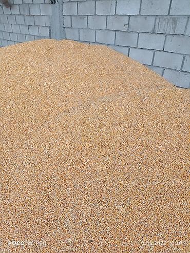 корм для фарел: Жугору мака. кукуруза 🌽🌽🌽🌽🌽🌽 — 2