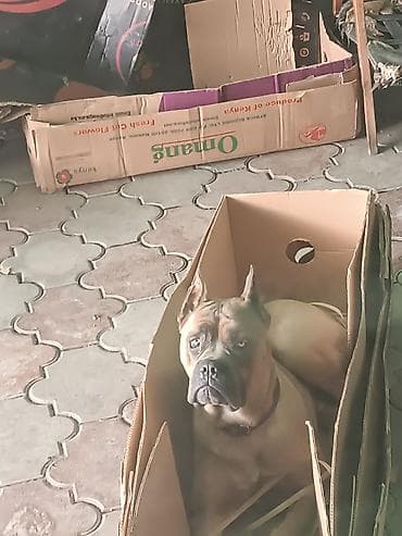 став собака: Кане-корсо, 4 года, Самец, С прививкой — 2