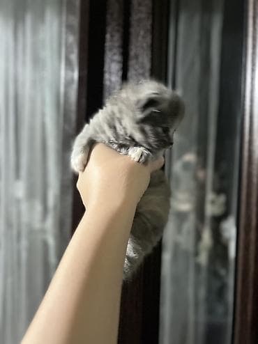 итер: Шотландские котята ищут любящий дом 🐾 Продаются 4 шотландских котёнка — 2