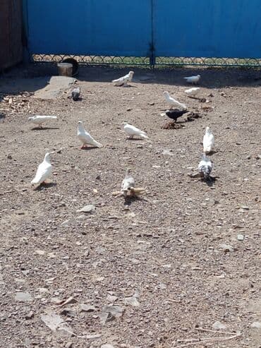 купить домик для кошки недорого: Голуби продам пара по 500 — 1