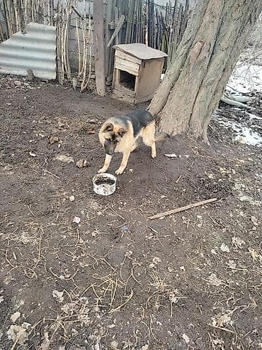 Грызуны: Немецкая овчарка, окраc чепрачный (черный с рыжими подпалинами) — 4