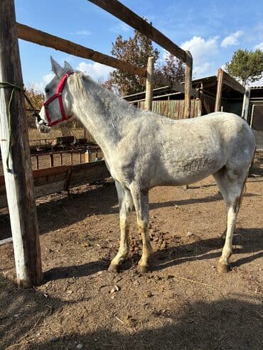 продажа пчёл: Сатам | Байтал | Ат спорту — 16