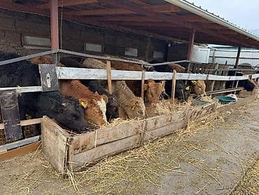 арзан иттер: Сатам | Бука (эркек) | Бордоп семиртүү үчүн — 2