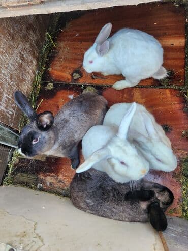 Продаю | Крольчата | Для разведения | Племенные at lalafo.kg Продаю | Крольчата | Для разведения | Племенные