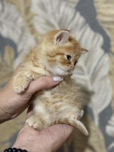 показы 1 354 72 договорная кошка даром британская короткошёрстная 1 год мальчик метис 2 позвонить написать: Британ кыска жүндүү, 1 айлык, Эркек, Алтын шиншилла, Лотокко барууга үйрөтүлгөн — 2