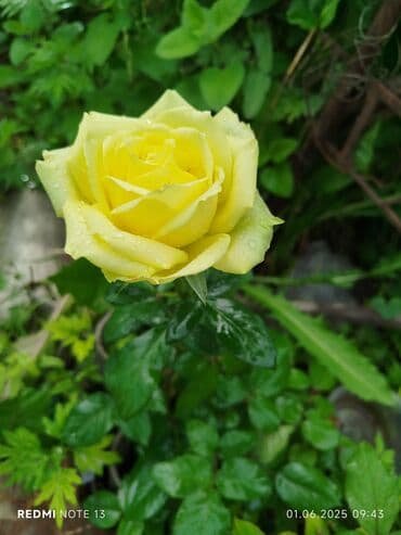 декоративный клевер: Көчөттөр гүлдүн: Розалар — 10