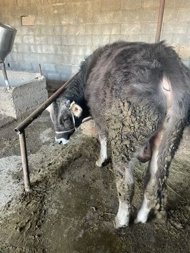 продаю скот: Продаю | Бык (самец) | Швицкая | На откорм, Для разведения | Привязанные — 3