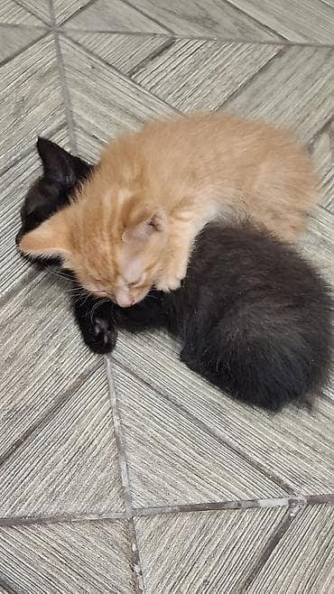 scottish fold: Кошка даром: Беспородная, 1 месяц, Мальчик — 3