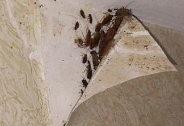 двухэтажных домов в бишкеке: 100% жок болот — 2