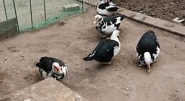 Мускусные утки (индоутки), разный окрас: черный, черно-белый