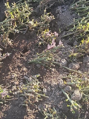 за сколько дней до отела корова наливает вымя: Саженцы — 2