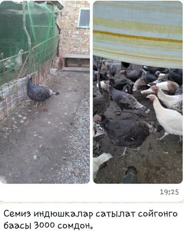 дом для кроликов: Продаю | Индюк (самец) | Для разведения | Племенные — 2