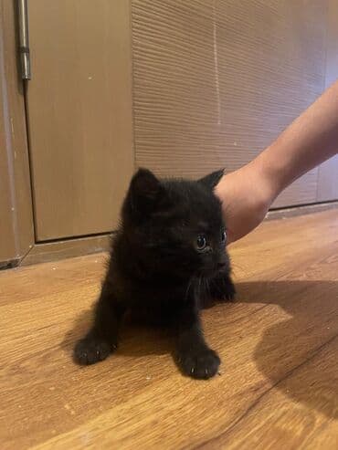 бельгийская овчарка щенок: Отдам в хорошие заботливые руки. Котята, домашние, ручные. Помёт из — 3