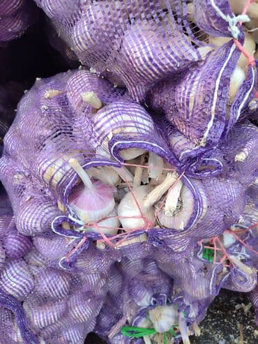 кресло мешок купить бишкек: Чеснок — 4