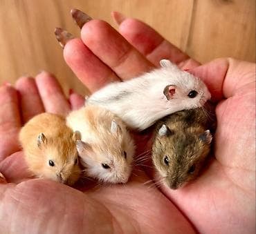 Собаки: Продаются хомячки сирийские, ангорские пушистые хомячки, джунгарские — 2