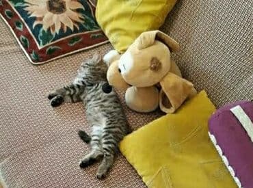 продать кошку: Отдам в хорошие руки котят. Мама пароды Пиксибоб — 4