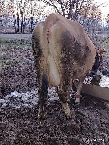 Продаю | Корова (самка) | Алатауская, Симментальская | Для молока | Осеменитель