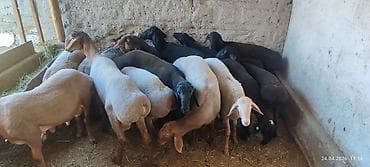 эшек жаныбар: Сатам | Козу, Кочкор (эркек) | Союуга, Көбөйтүү үчүн | Жасалма жол менен боозутуу — 4