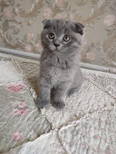 шотландские кошки цена: Продаются чистокровные котята шотландцы: скотиш фолды и скотиш — 5