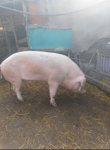 племенные коровы молочные купить: Продаю | Свинья (самка) | Крупная белая | На забой | Матка — 1