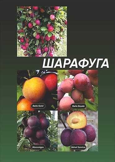 магнолия саженцы: Https://t.me/blooming_garden_kg Редкие, крупноплодные и полезные — 1