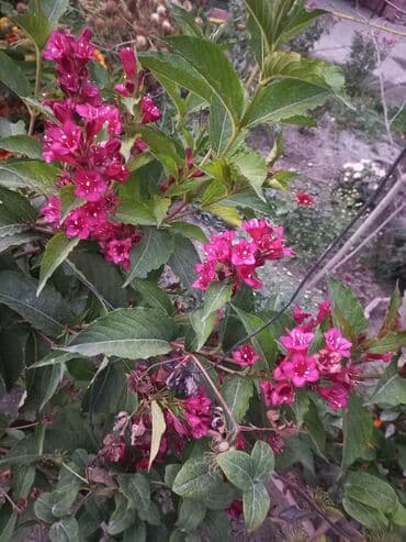 заправка газовых баллонов на дому бишкек: Рассада цветка: Хризантемы — 6