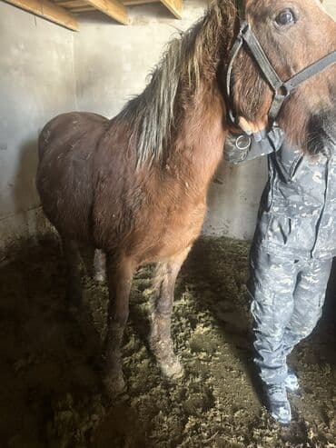 собака долматинец: Продаю | Кобыла (самка) | На забой, Для разведения — 5