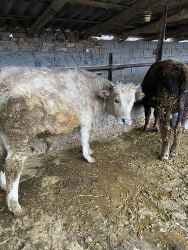 отдам животных в хорошие руки: Продаю | Бык (самец) | На откорм — 4