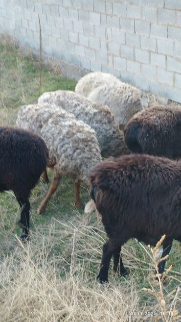 племенные коровы молочные купить: Продаю | Овца (самка) | Для разведения — 7