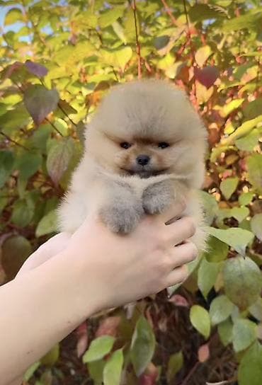 Продажа собак: Шпиц, 1 месяц, Самка, С прививкой, С родословной — 3