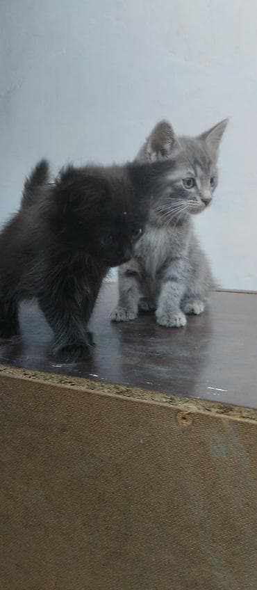 отдам кот: Беспородная, 2 месяца, Мальчик, Серый — 2