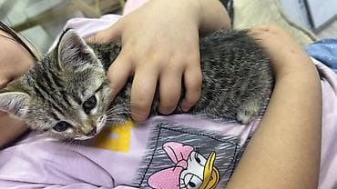 scottish fold: Кошка даром: Беспородная, Девочка — 1