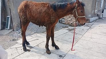 Баран, овца: Продаю | Кобыла (самка) | Рабочий — 10