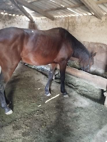 кой порода: Продаю | Жеребец | Рабочий — 2