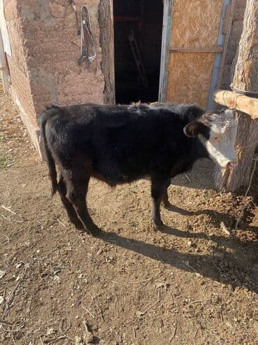 продажа кормов для сельскохозяйственных животных: Продаю | Музоо, торпок | Полукровка | На откорм | Привязанные — 4