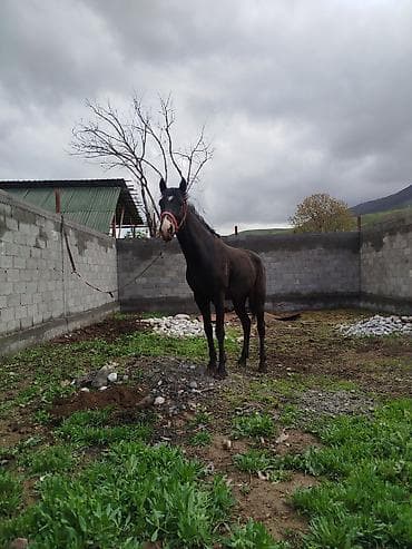 продажа домашних животных: Продаю | Конь (самец) | Конный спорт — 1