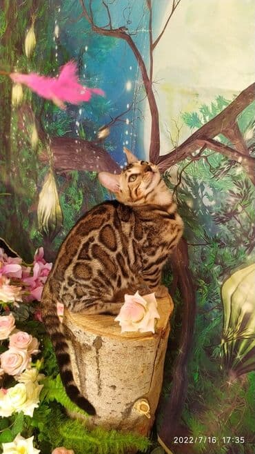 бенгальский леопардовый кот: Бенгальский котик Мальчик. 5мес. Невероятно красивый контрастный с — 3