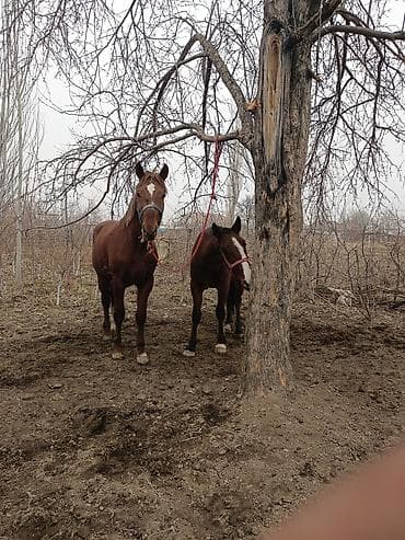 тай полукровка: Продаю | Жеребенок | Рабочий — 3