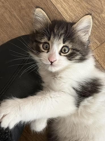 американский булли купить: Кошка даром: Экзотическая, 2 месяца, Мальчик, Метис — 2