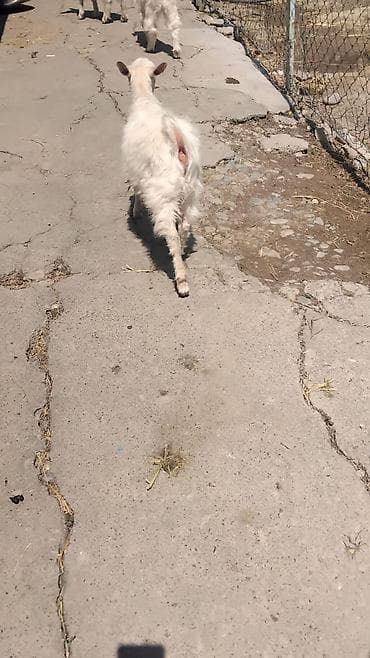 яйца фазан: Продаю | Козлёнок | Зааненская | Для молока | Племенные — 8