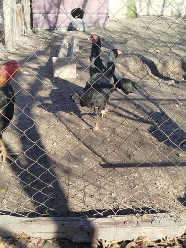 чон арыке: Сатам | Тооктор — 5