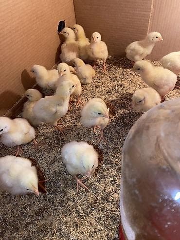 куплю бройлерные цыплята: Продаю | Цыплята | Бройлерная | На забой — 2