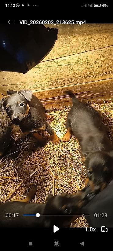 сколько стоит собаки хаски: Продаю щенков породы яктыръер возраст палтара месяца сука рабочая и — 9