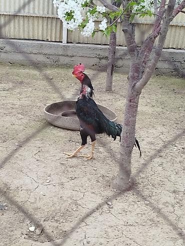 бишкек собака: Дакан короздор сатылат активный алмашу жолдору бар жемге жугоруго — 3