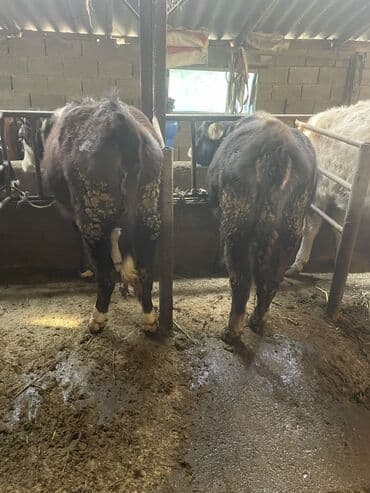 собака долматинец: Продаю | Тёлка | Полукровка | На откорм | Привязанные — 6