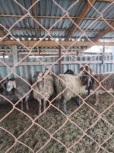 чихуахуа цена: Продаю | Баран (самец) | Полукровка | На забой, Для разведения — 6