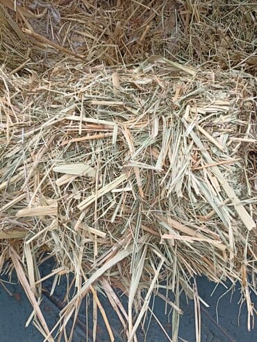 рыбы в кыргызстане: Подпокровный аралаш доставка есть 100шт — 4