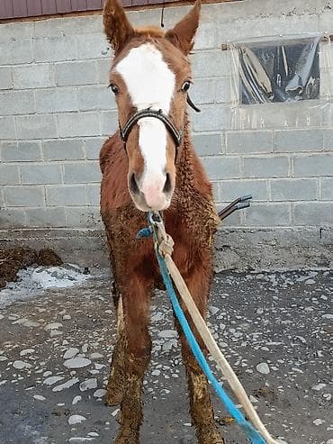 Аквариумы: Продаю | Жеребец — 4